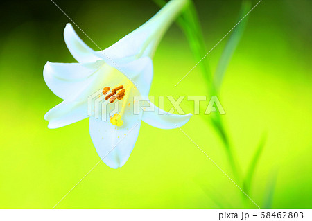 パターン ユリ 花 可愛いの写真素材