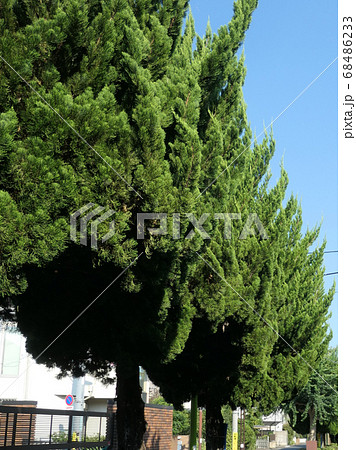 樹木 糸杉 イトスギ 木の写真素材