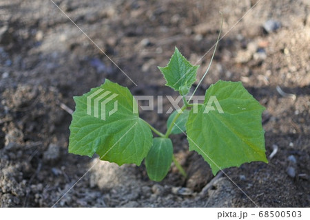 つる キュウリ 野菜 葉の写真素材