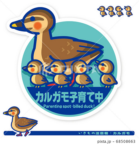 カルガモ かわいいのイラスト素材