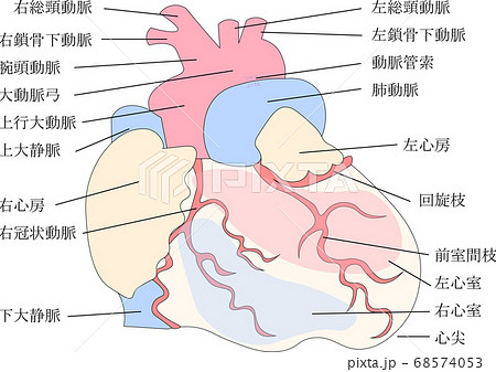 鎖骨下静脈のイラスト素材