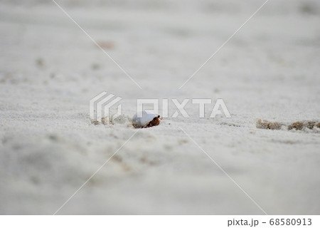 ヤドカリ 家の写真素材 Pixta