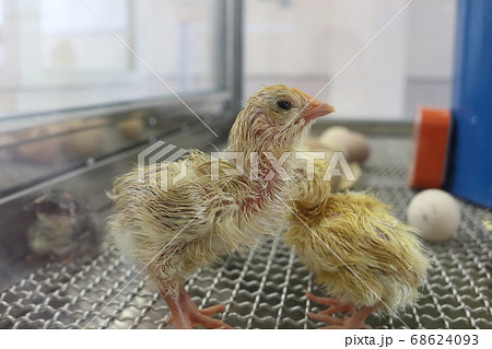 ヒヨコ ひよこ 成長 鶏の写真素材