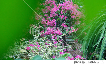 ブーゲンビリア 花 宮古島 ピンクの花の写真素材