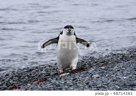 ペンギンの写真素材集 ピクスタ