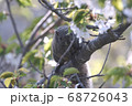 桜の花を食べるリス 鎌倉 の写真素材