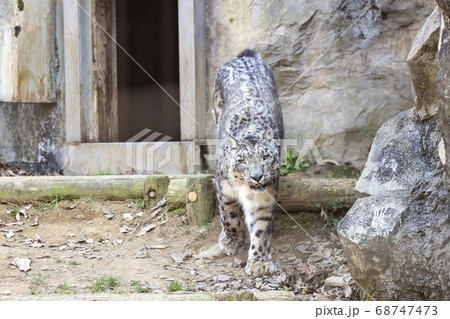 ユキヒョウ 肉食動物 絶滅危惧種 多摩動物公園の写真素材