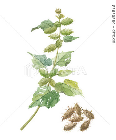 オナモミの写真素材