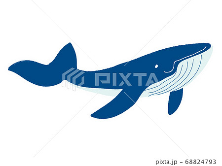 クジラ かわいい イラスト 動物の写真素材