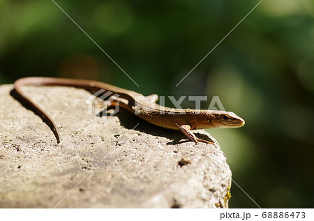 ニホンカナヘビの写真素材