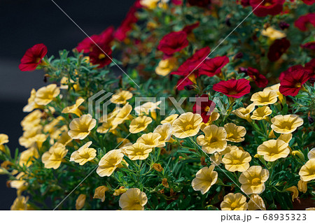 寄せ植え 花 夏 黄色い花の写真素材
