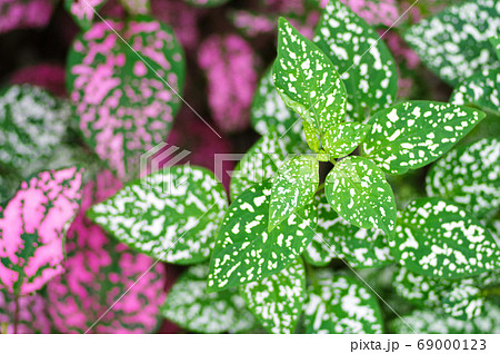 ヒポエステス 緑 ピンク 観葉植物の写真素材