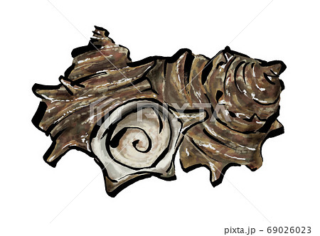 サザエのイラスト素材