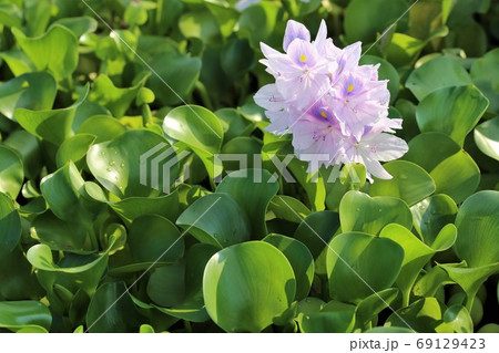 悪魔の花の写真素材