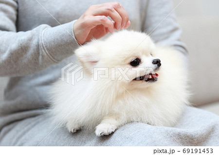 ポメラニアン 可愛い 犬 小型犬の写真素材