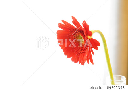赤いガーベラ ガーベラ 一輪の花 華の写真素材