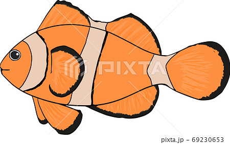 クマノミ 魚 ベクター 海水魚のイラスト素材
