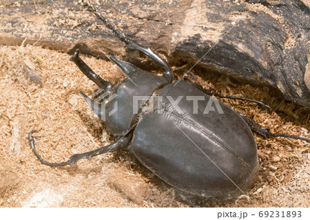 アクティオンゾウカブトの写真素材