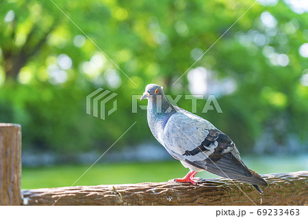 ハト 鳩 の写真素材集 ピクスタ