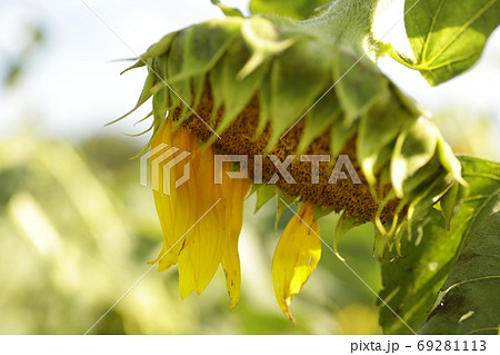 夏の終わり 植物の写真素材