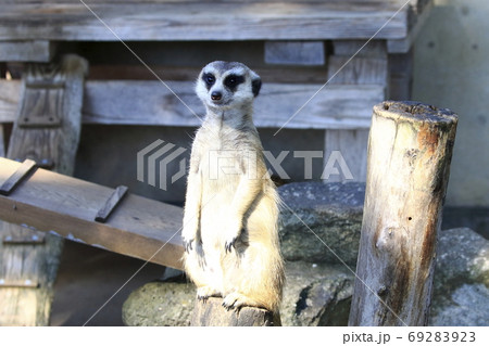 市川市動物園 ミーアキャットの写真素材