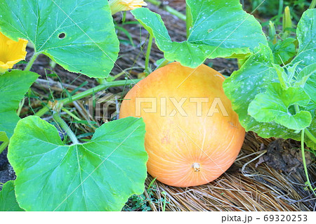 カボチャ ツル 植物 葉の写真素材