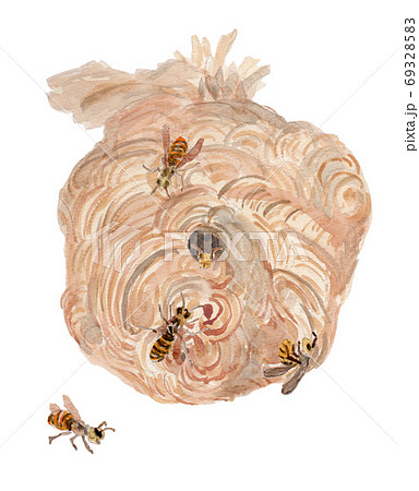 スズメバチ かわいいの写真素材