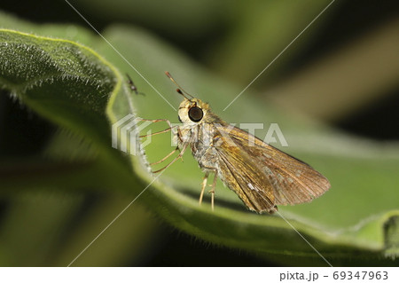 昆虫 蝶 セセリチョウ かわいいの写真素材