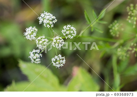 セリ ドクゼリ 花 植物の写真素材