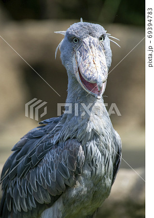 ハシビロコウ 鳥 水辺 羽根の写真素材