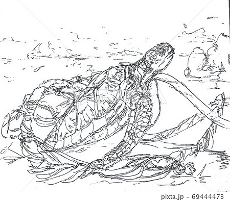 ウミガメ 南国 カメのイラスト素材