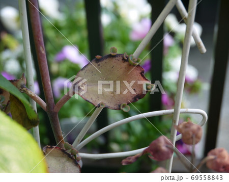 ハカラメ 多肉植物の写真素材