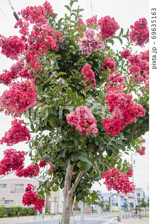 花 赤色 夏 街路樹の写真素材