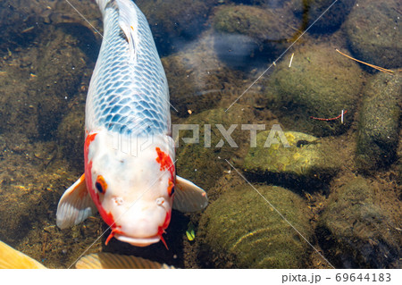 鯉 池 コイ ヒゲの写真素材