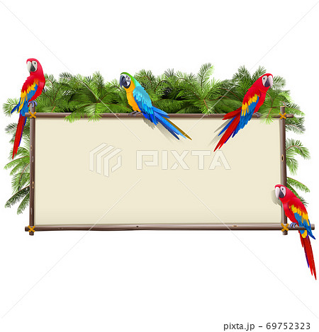 赤いオウムの写真素材