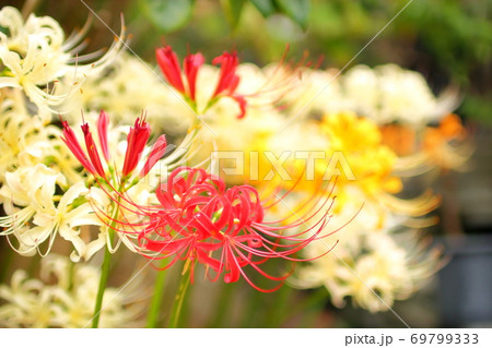 道端の一凛の花の写真素材