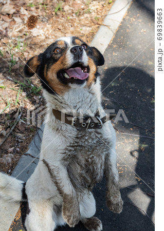 模様 犬 毛皮 斑点の写真素材