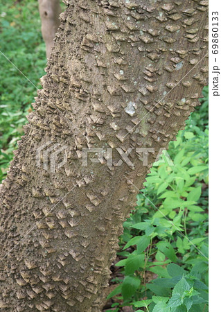 植物 幹 トゲ 木の写真素材