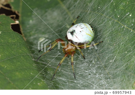 鬼蜘蛛の写真素材