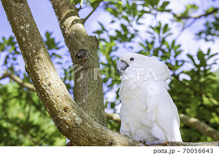 白いオウムの写真素材