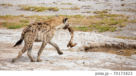 動物 ハイエナ 子供 赤ちゃんの写真素材