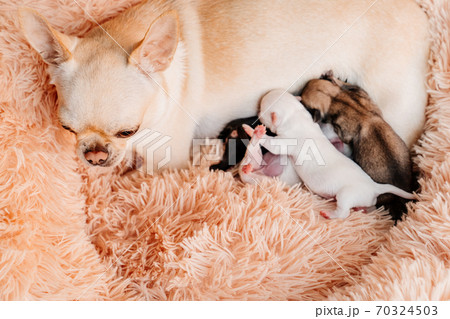 ちわわ チワワ 生まれたて こいぬの写真素材