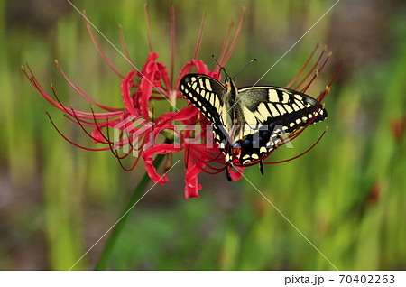 秋 彼岸花 赤い花 お盆の写真素材