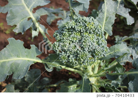 Young Broccoli Growing On The Vegetable Bedの写真素材