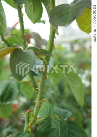 トゲが刺さるの写真素材