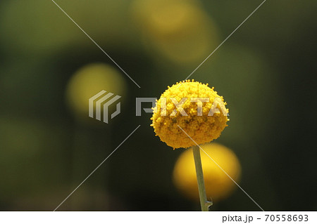 花 黄色い花 丸い花 ゴールドスティックの写真素材