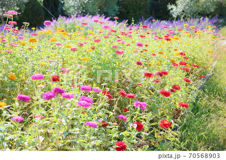 ジニア 花壇の写真素材