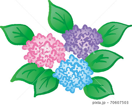 アジサイ 紫陽花 のイラスト素材集 ピクスタ