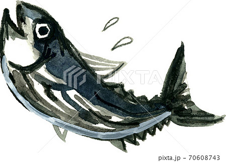 かつおのイラスト素材