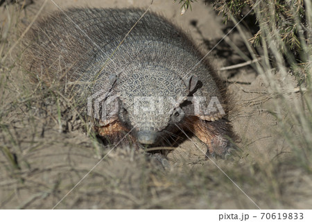 アルマジロ 動物 パタゴニア アルゼンチンの写真素材